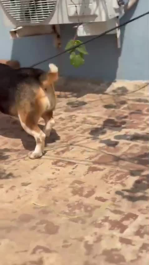 Beagle Black & Tan Puppy, farm video