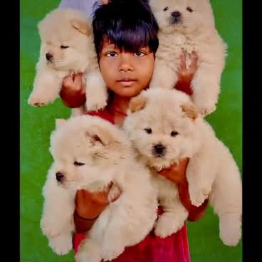Chow Chow Puppies, farm video