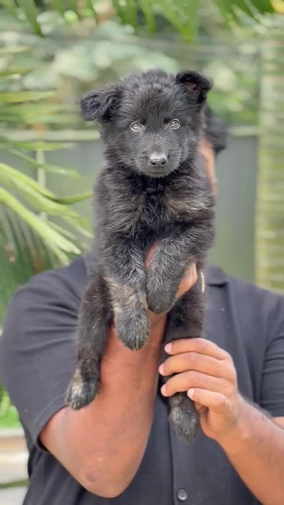 German Shepherd Puppy, farm video
