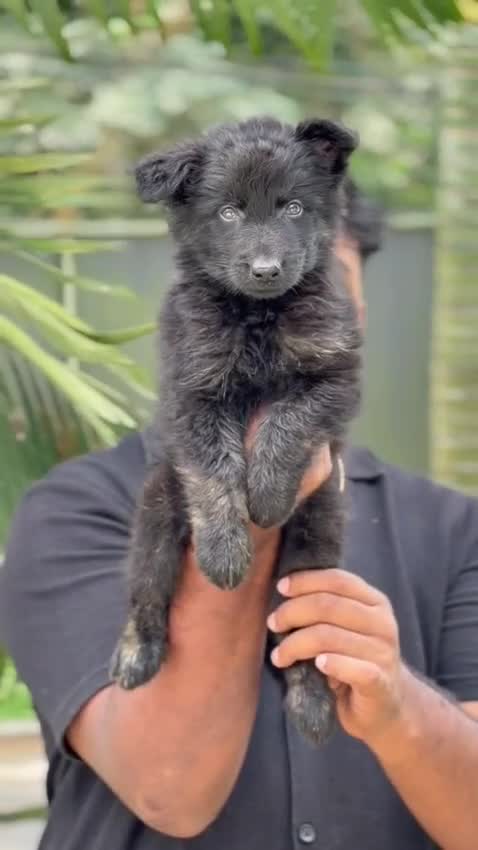 German Shepherd Puppy, farm video