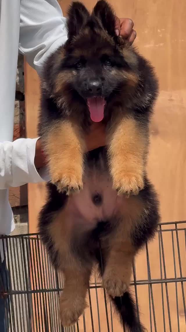 German Shepherd Puppy, farm video