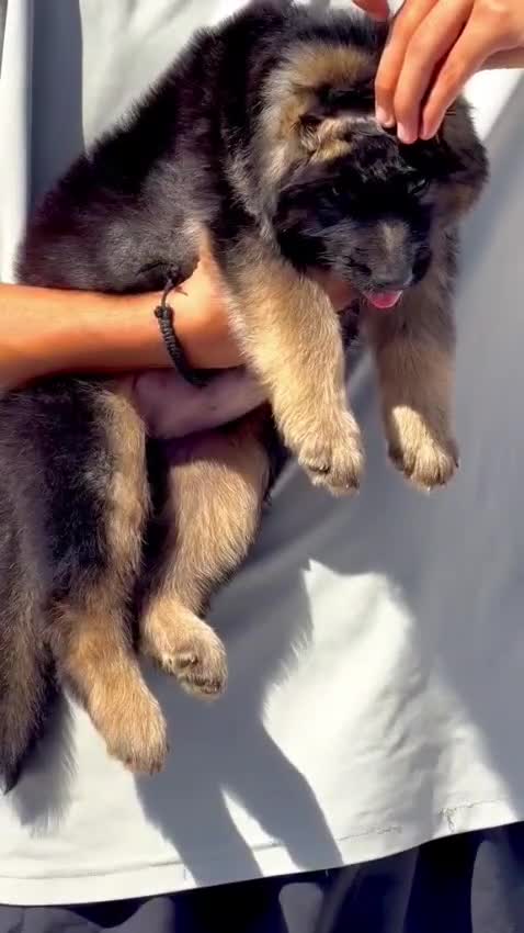German Shepherd Puppy, farm video