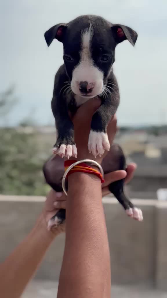 Pitbull Terrier Puppy, farm video