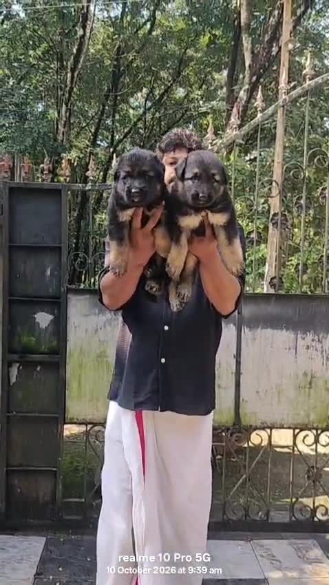 German Shepherd Puppy, farm video