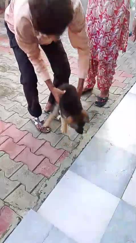 German Shepherd Puppy, farm video