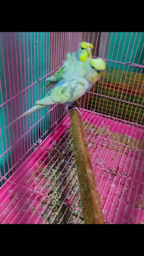 Budgies | Fallow, farm video