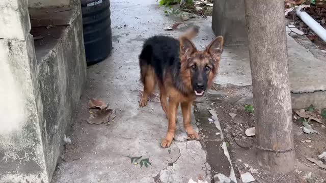 German Shepherd Puppy, farm video