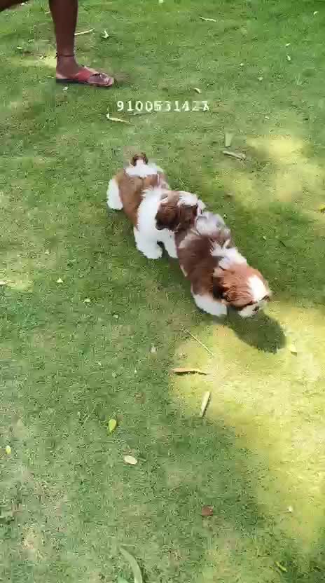 Shih Tzu | Black Color, farm video