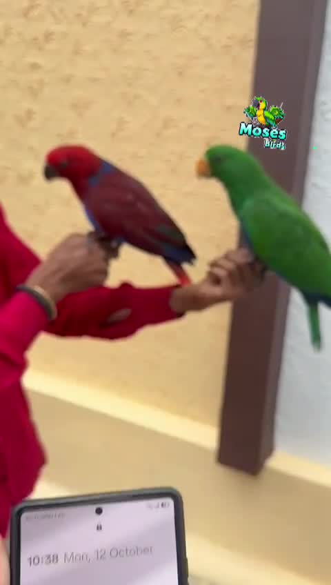Eclectus Parrot, farm video