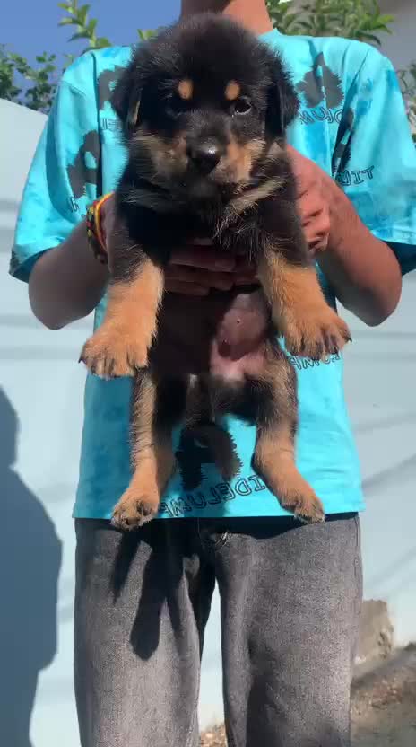 Rottweiler Puppy, farm video