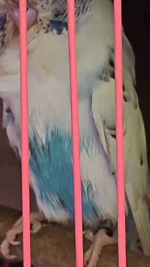 Exhibition Budgies, farm video
