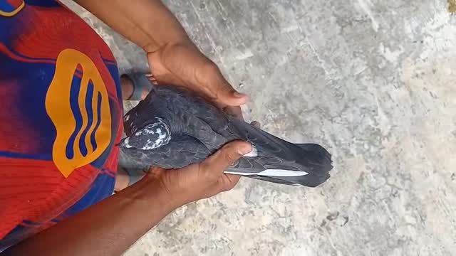 Chotiyal Pigeon, farm video