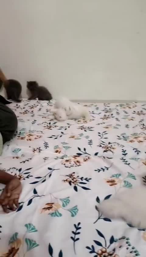 Persian, farm video