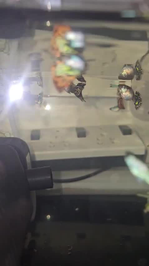 Bearded Dragon, farm video
