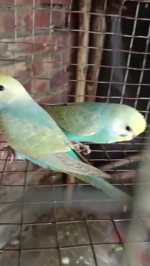 Budgies | Fallow, farm video