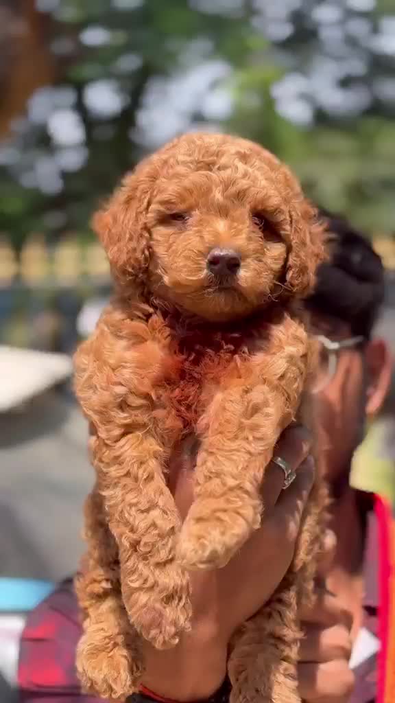 Toy Poodle Puppy, farm video
