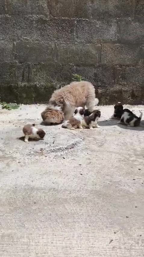 Shih Tzu | Tri Color Puppy, farm video
