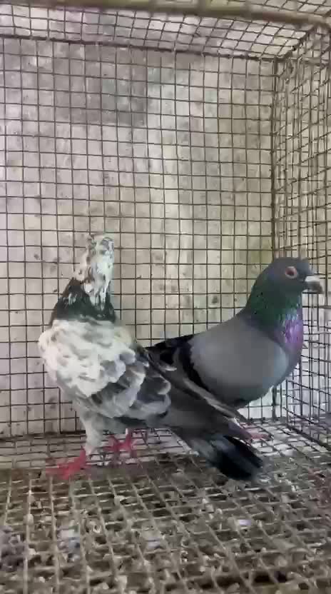Chotiyal Pigeon, farm video