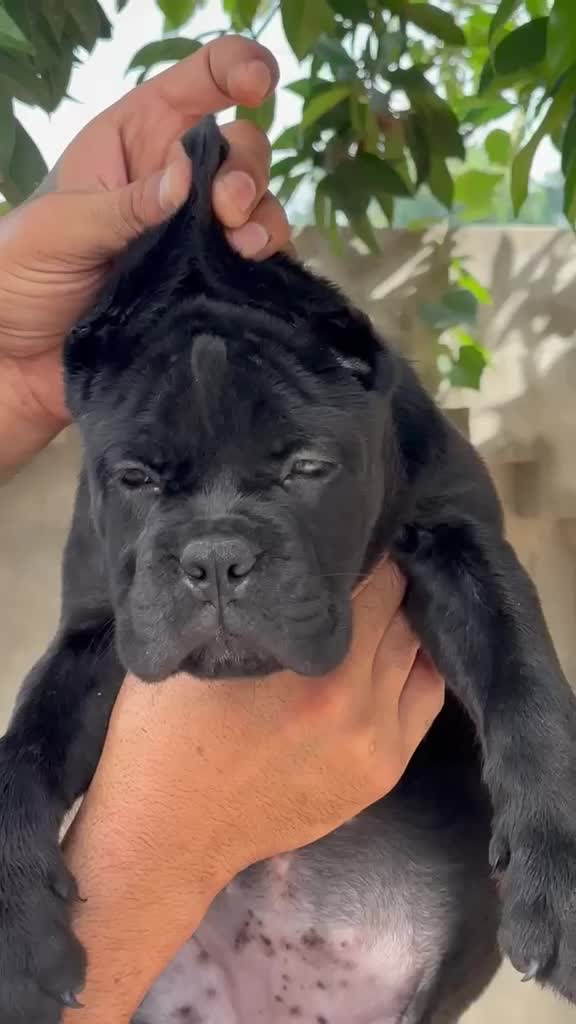 Cane Corso Puppy, farm video