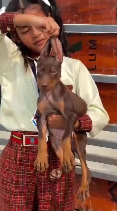 Doberman Pinscher Puppy, farm video