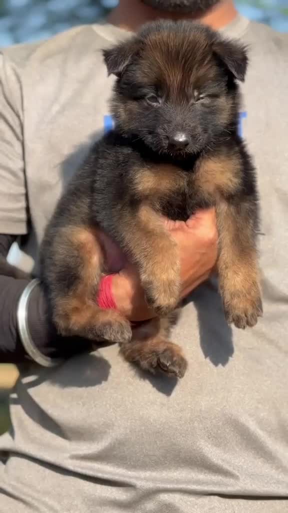 German Shepherd Puppy, farm video