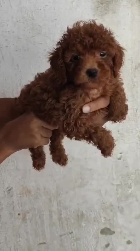 Toy Poodle Puppy, farm video