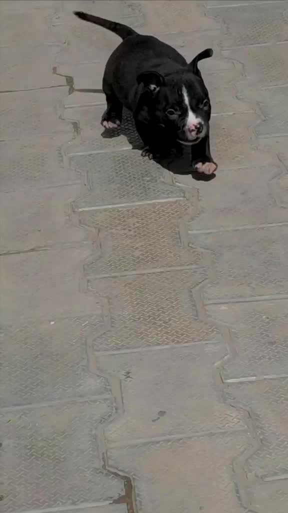 American Bully Pocket Size Puppy, farm video