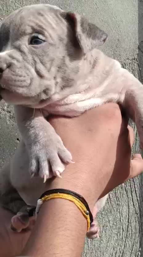 American Bully Pocket Size Puppy, farm video