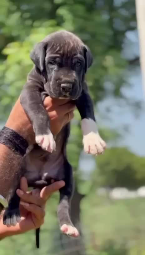 Great Dane Puppy | Brindle, farm video
