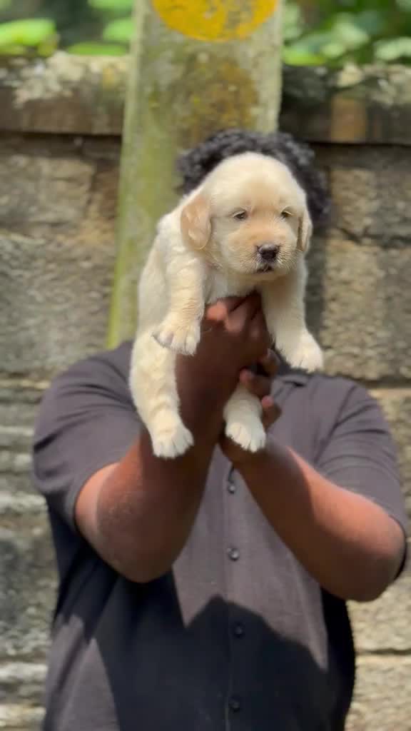 Golden Retriever, farm video