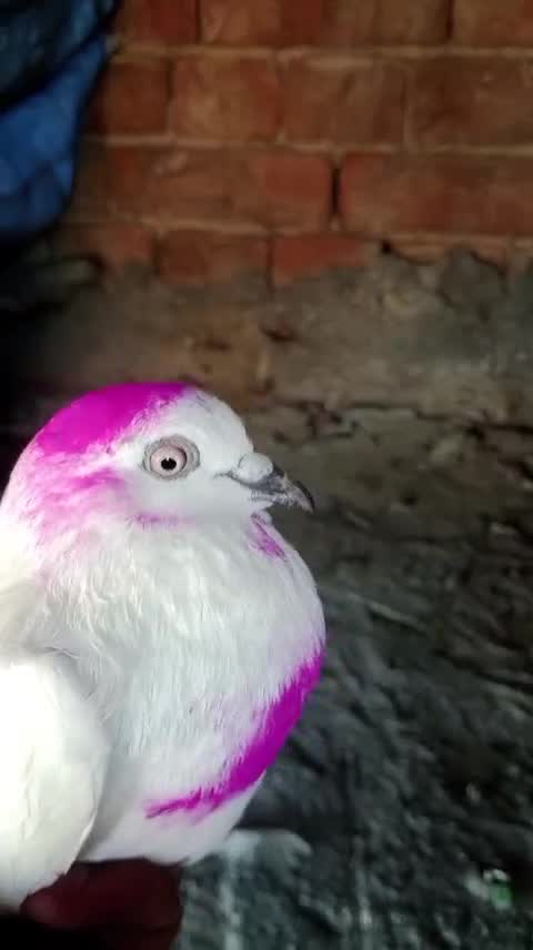 Chotiyal Pigeon, farm video