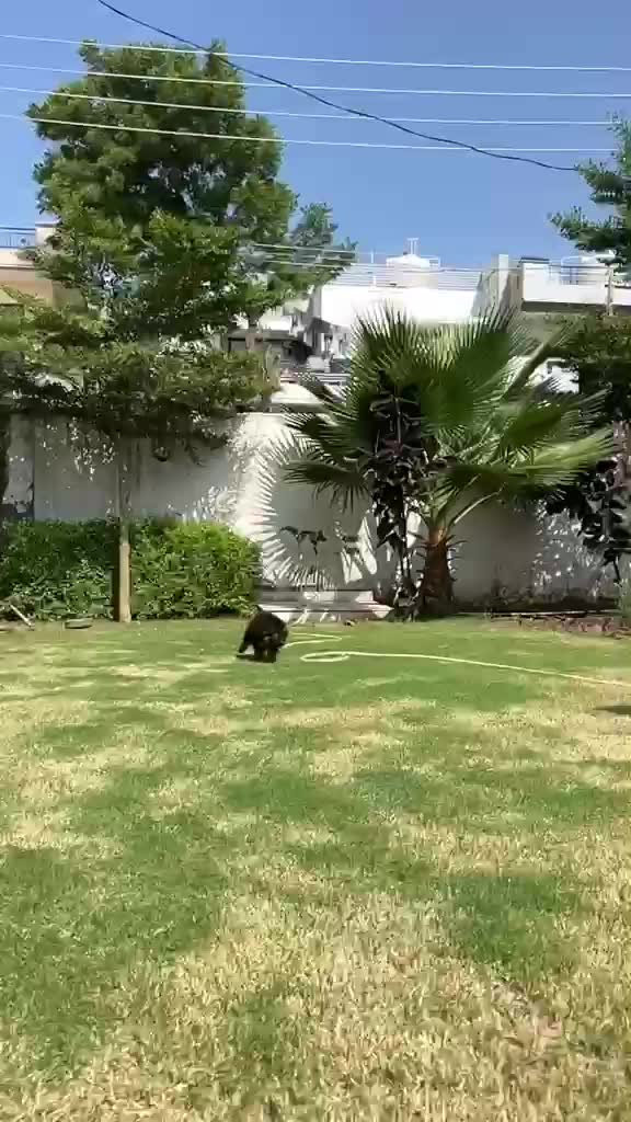 German Shepherd Puppy, farm video