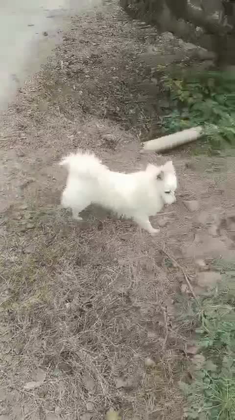 Culture Pom Puppy, farm video