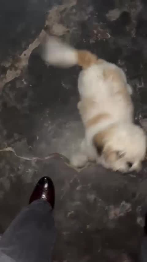 Shih Tzu | Black Color, farm video