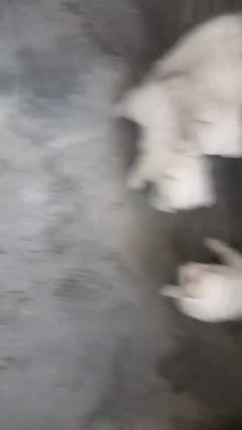 Culture Pom Puppy, farm video