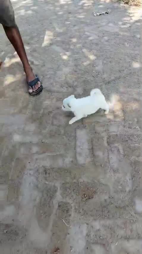 Culture Pom Puppy, farm video