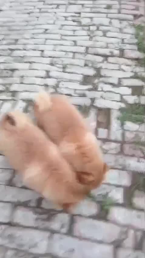 Culture Pom Puppy, farm video