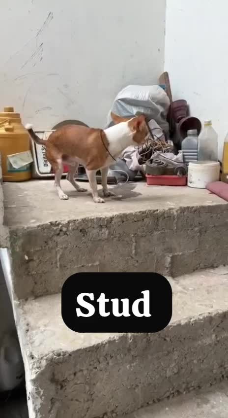 Chihuahua Puppy, farm video