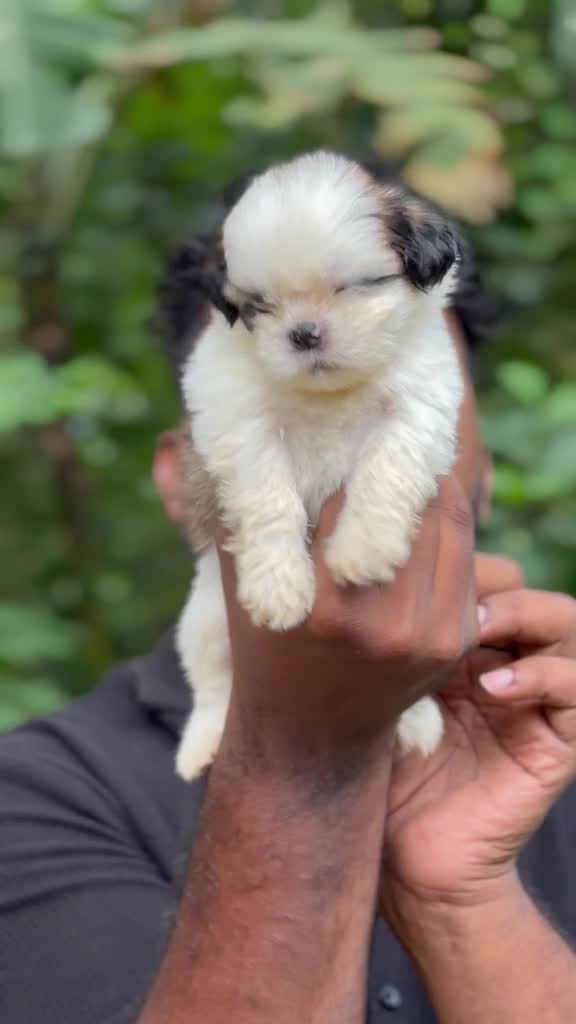 Shih Tzu | Black Color, farm video