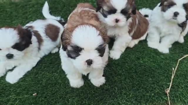 Shih Tzu | Tri Color Puppy, farm video