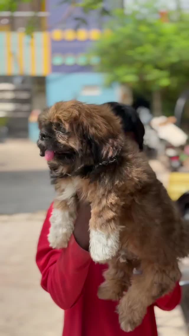 Shih Tzu | Black Color, farm video