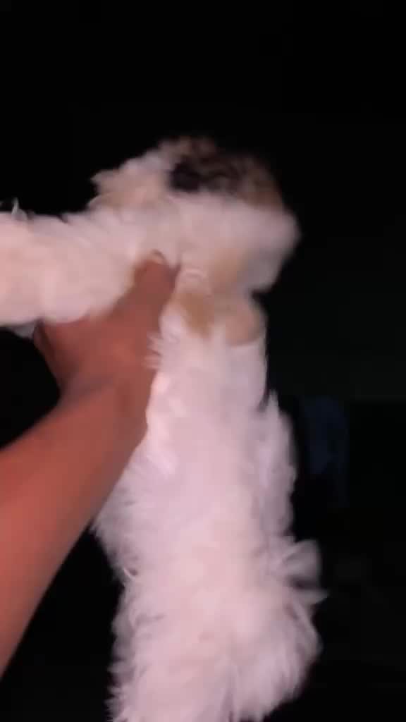 Shih Tzu | Black Color, farm video