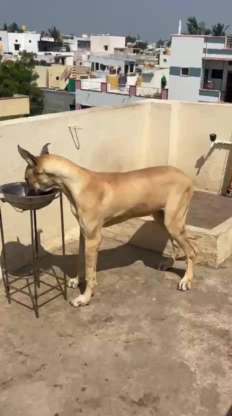 Great Dane Puppy | Brindle, farm video