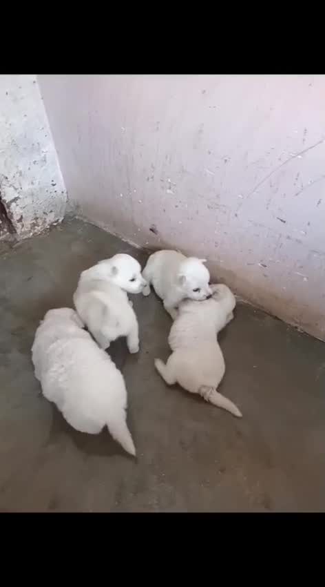 Pomeranian Puppy, farm video