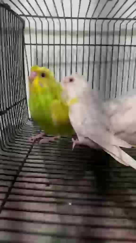 Rat, farm video
