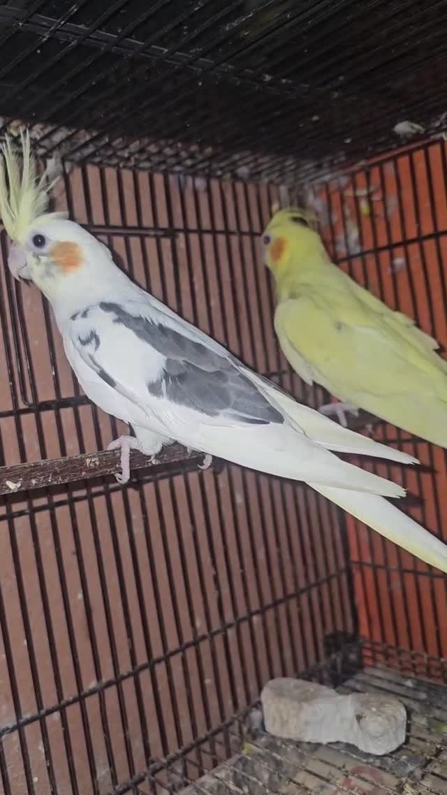Cockatiel, farm video