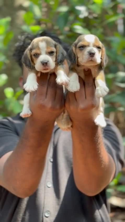 Beagle Black & Tan Puppy, farm video