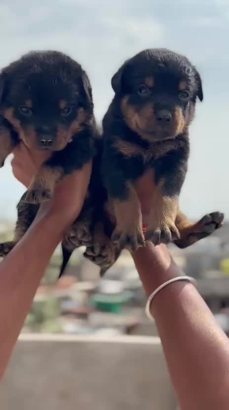 Rottweiler Puppy, farm video
