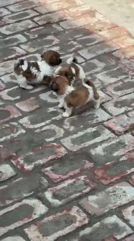 Shih Tzu | Black Color, farm video