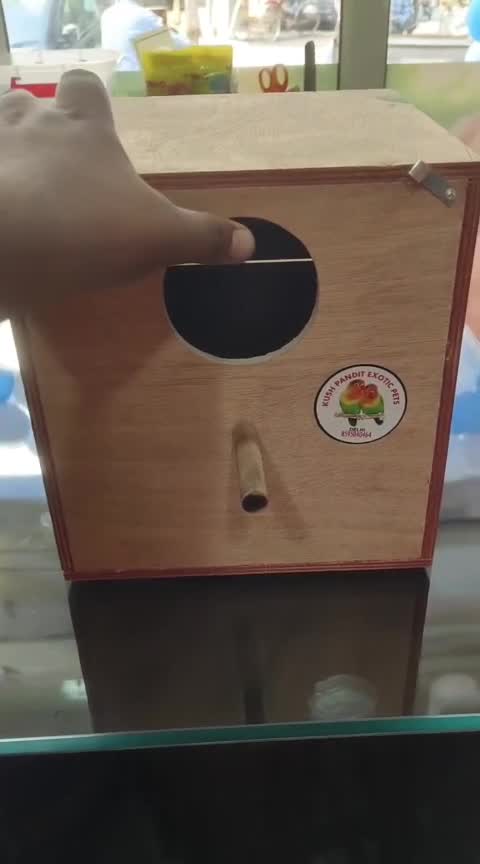 Cockatiel, farm video